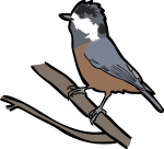 Varied Tit freehand drawings