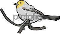 Verdin