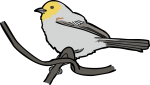 Verdin