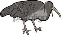 Wattled IbisFreehand Image