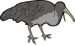 Wattled Ibis