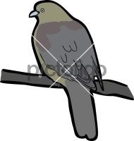 Wedge Tailed Green Pigeon