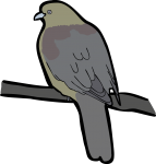 Wedge Tailed Green Pigeon