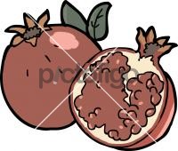 PomegranateFreehand Image