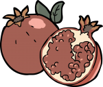 Pomegranate freehand drawings