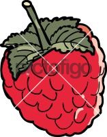 RaspberryFreehand Image