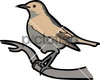 Isabelline Wheatear