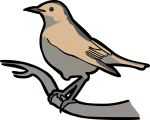 Isabelline Wheatear