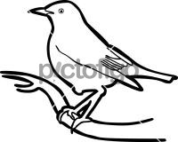 Isabelline WheatearFreehand Image