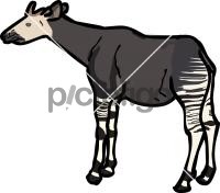 Okapi