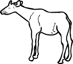 Okapi