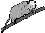 Opossum freehand drawings