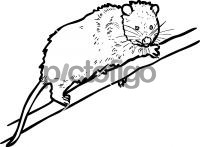 OpossumFreehand Image