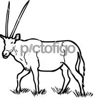 Oryx