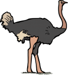 Ostrich