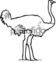 Ostrich