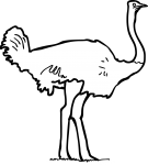 Ostrich freehand drawings