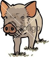 Pig