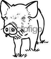 PigFreehand Image