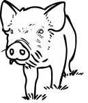 Pig