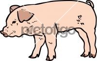 PigFreehand Image