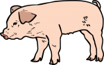 Pig freehand drawings