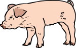 Pig