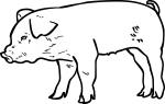 Pig freehand drawings