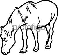 PonyFreehand Image