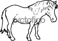 PonyFreehand Image