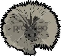 PorcupineFreehand Image