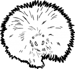 Porcupine freehand drawings