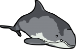 Porpoise