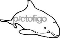 Porpoise