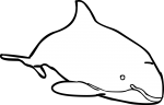 Porpoise freehand drawings