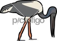 Jabiru