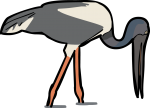 Jabiru freehand drawings