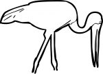 Jabiru