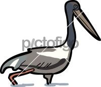 Jabiru