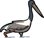 Jabiru freehand drawings