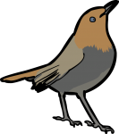 Japanese Robin