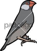 Java SparrowFreehand Image