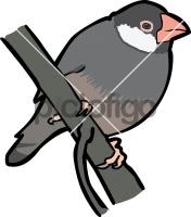 Java Sparrow