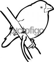 Java SparrowFreehand Image