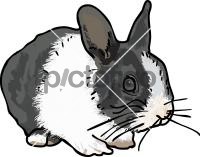 RabbitFreehand Image