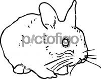 RabbitFreehand Image