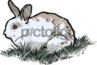 RabbitFreehand Image