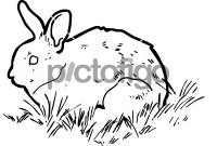 RabbitFreehand Image