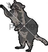 RaccoonFreehand Image