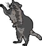 Raccoon freehand drawings